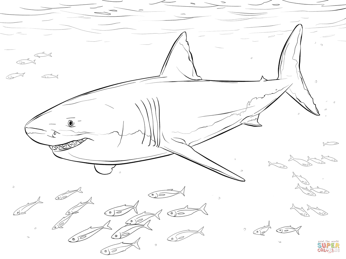 1199x899 Whale Shark Coloring Page 9431 New Pages