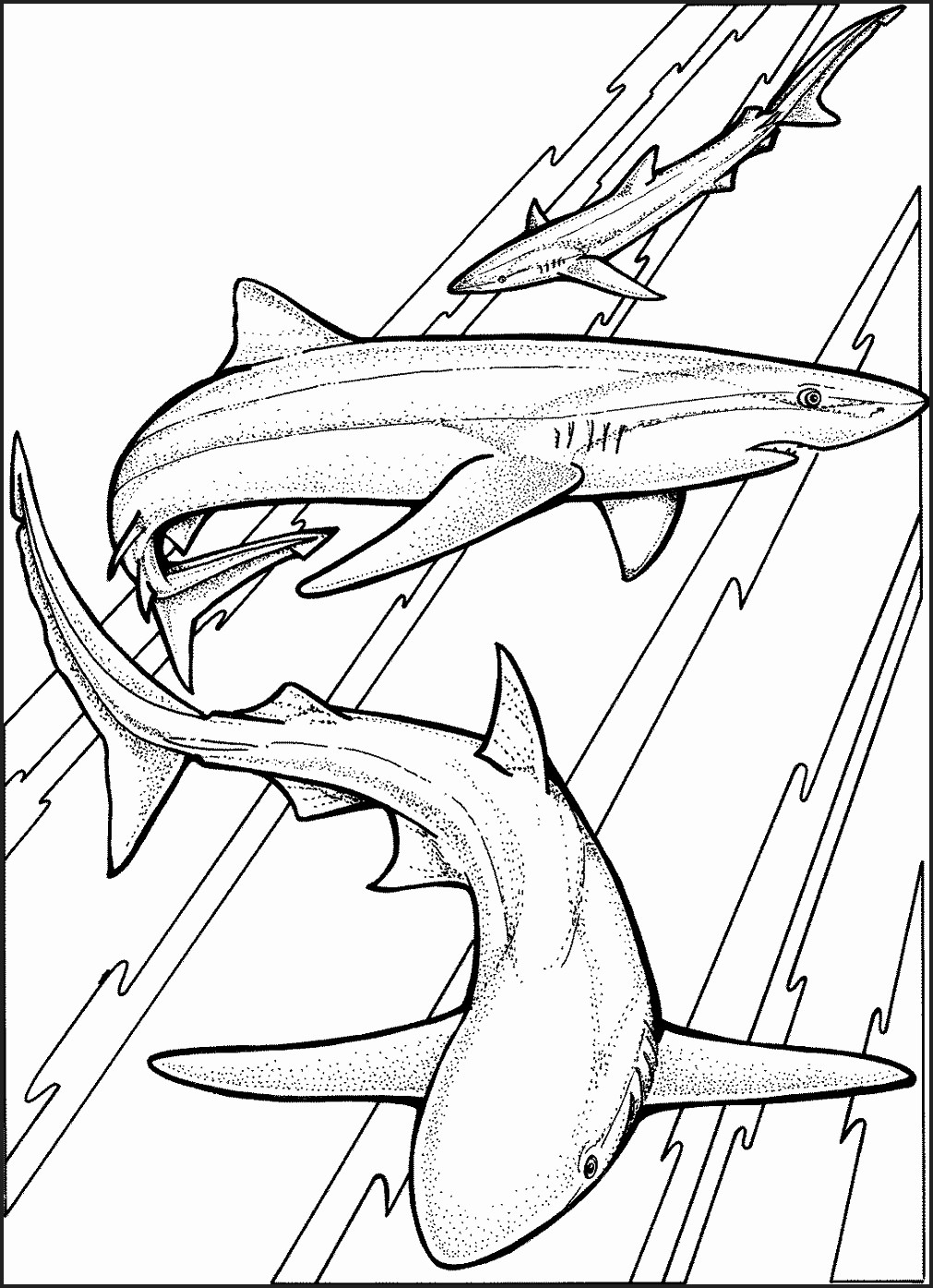 Shark Colouring Pages To Print