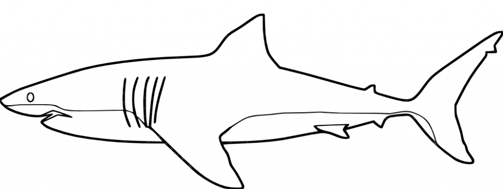 1024x386 Free Printable Shark Pictures Killer Coloring Page For Kids