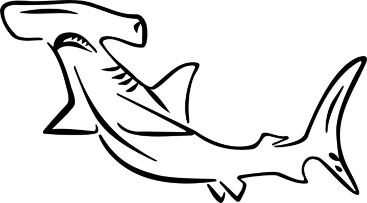 719x398 Hammerhead Shark Coloring Pages Printable Coloring Pages