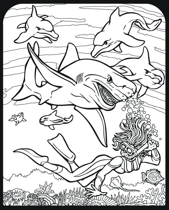 564x701 Shark Coloring Book As Well As Welcome To Publications Sharks 82