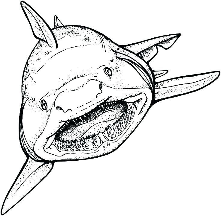 736x722 Shark Coloring Pages Great White Shark Coloring Pages Free