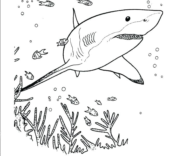 678x600 Printable Shark Coloring Pages Cliptext.co