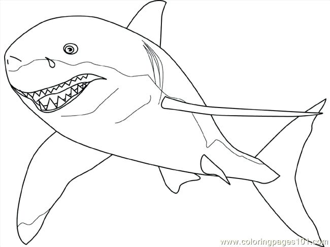 650x487 Insider Great White Shark Pictures To Color Pages Fish Free