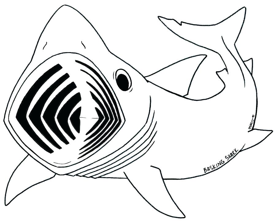 900x724 Bull Shark Coloring Page Sharks Coloring Page Cartoon Shark