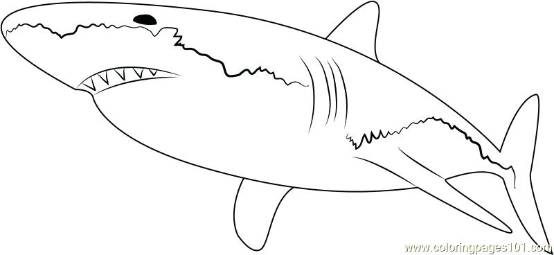 800x368 Shark Coloring Sheet Sharks Coloring Pages Printable Shark Shark