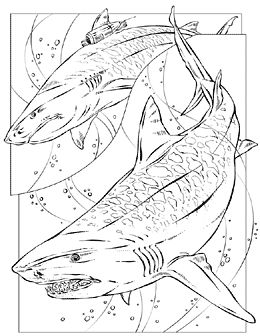 260x336 22 Best Shark Images On Shark Coloring Pages, Coloring
