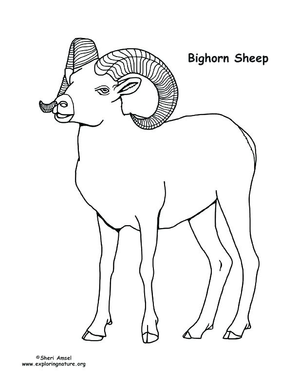 Sheep Coloring Pages Preschool