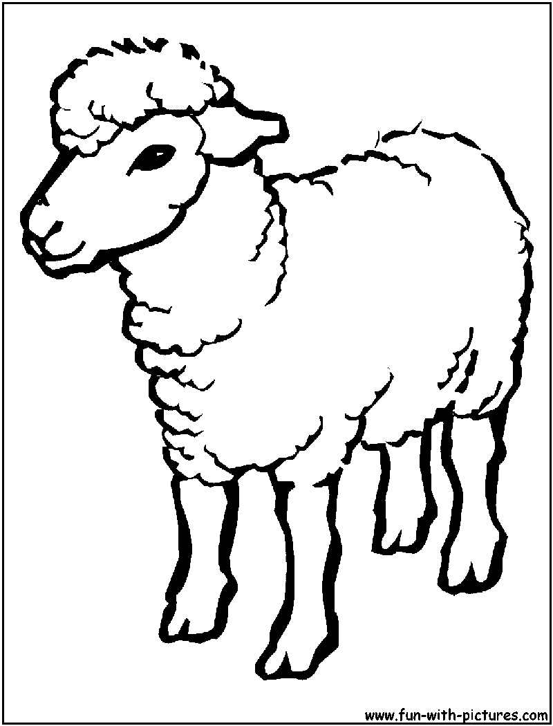 800x1050 Sheep Outline Drawing Coloring Page