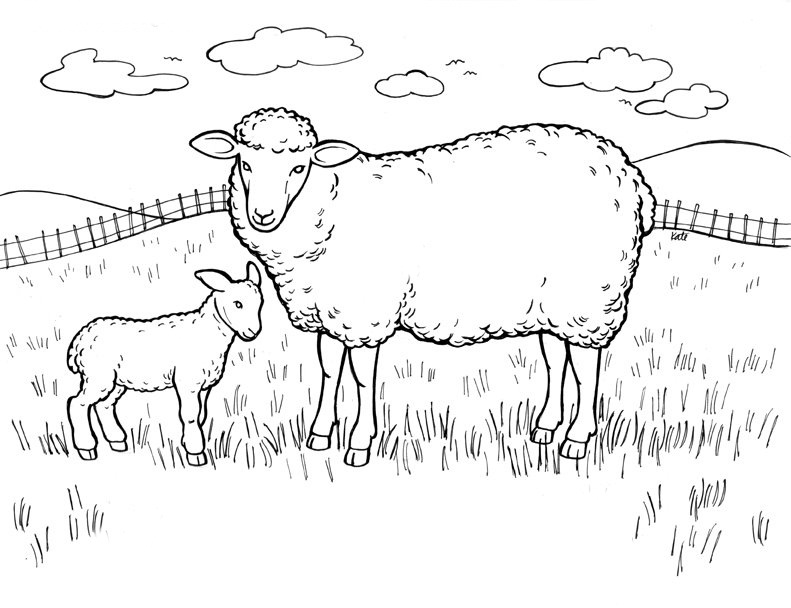 791x608 Free Sheep Coloring Pages