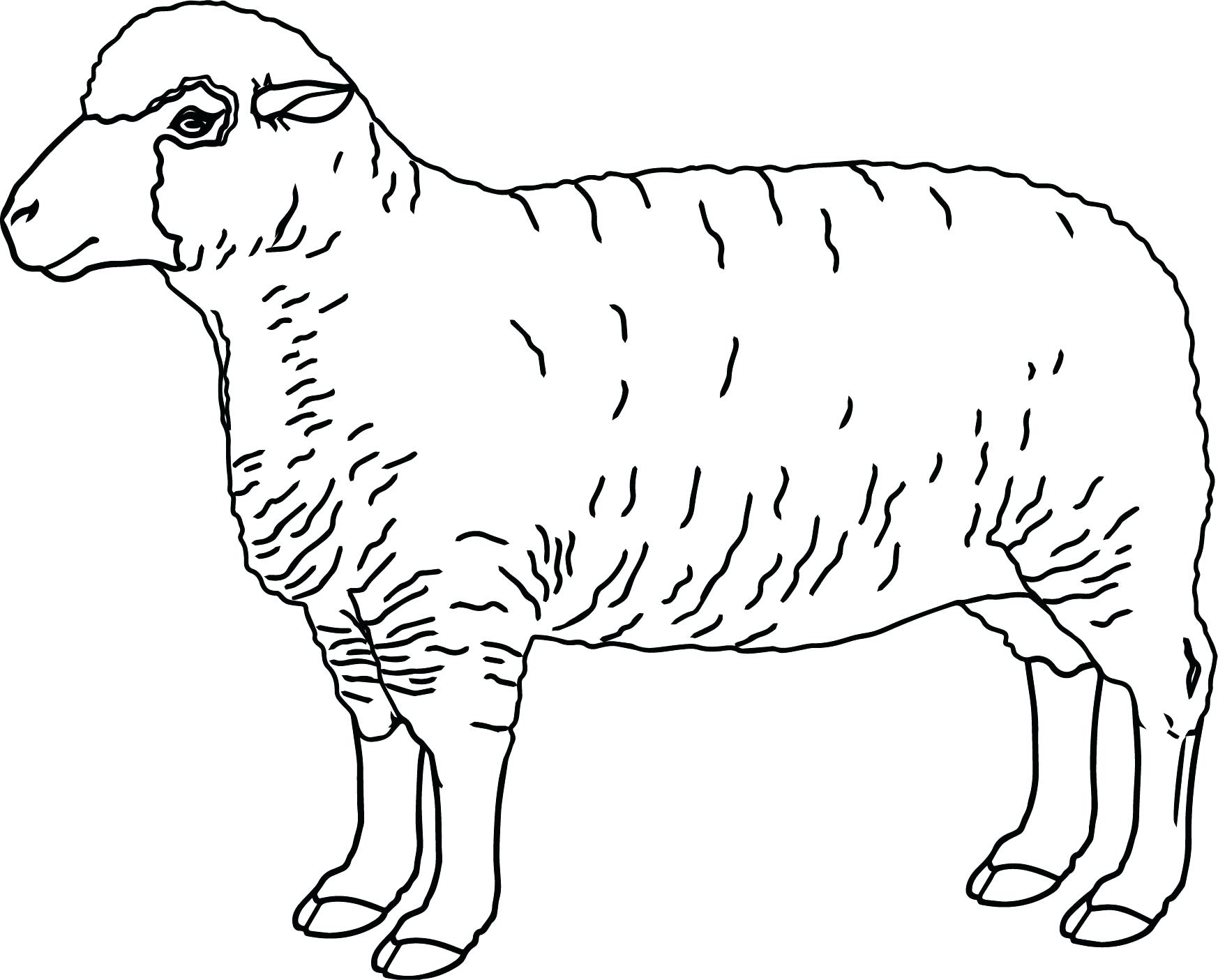 1746x1405 Timely Sheep Coloring Pictures Realistic Page Pages Preschool