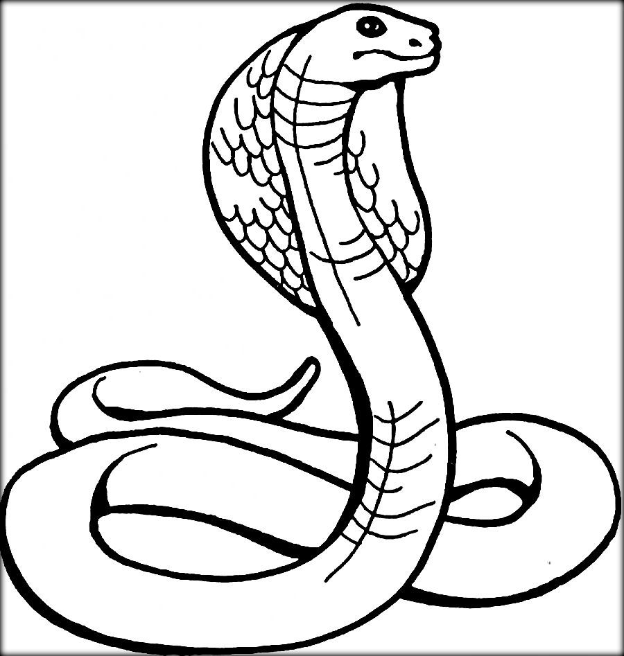900x947 King Cobra Color