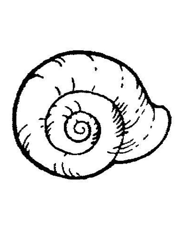 600x849 Shell Coloring Pages