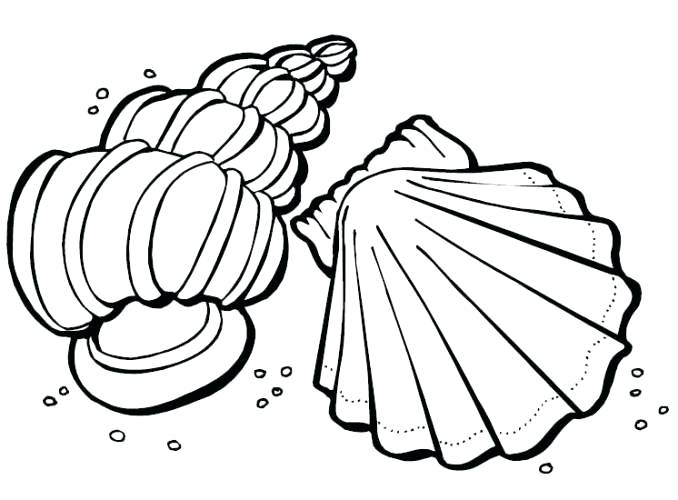 678x500 Sea Shell Coloring Page Seashell Coloring Pages Printable Seashell