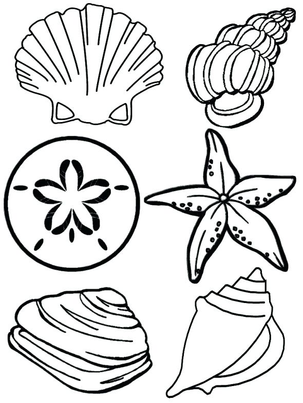 590x786 Sea Shell Coloring Pages 1