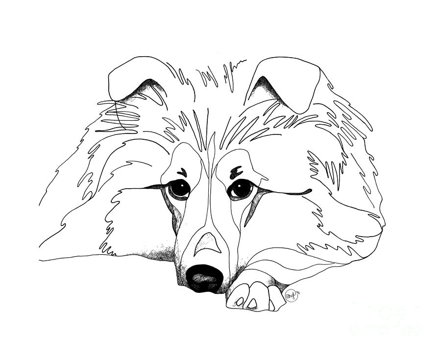 900x720 Shetland Sheepdog Coloring Pages Sheltie Love Drawing By Retouch