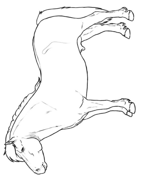 595x707 Kids N Fun.co.uk Make Personal Coloring Page Of Shetland Pony