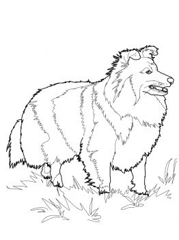 Shiba Inu Coloring Pages