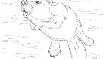 355x200 Gordon Setter Coloring Pages Printable Coloring For Kids 2018