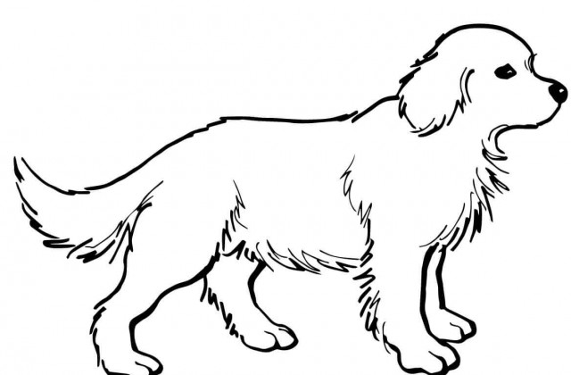 640x420 25 Pitbull Coloring Pages Selection Free Coloring Pages