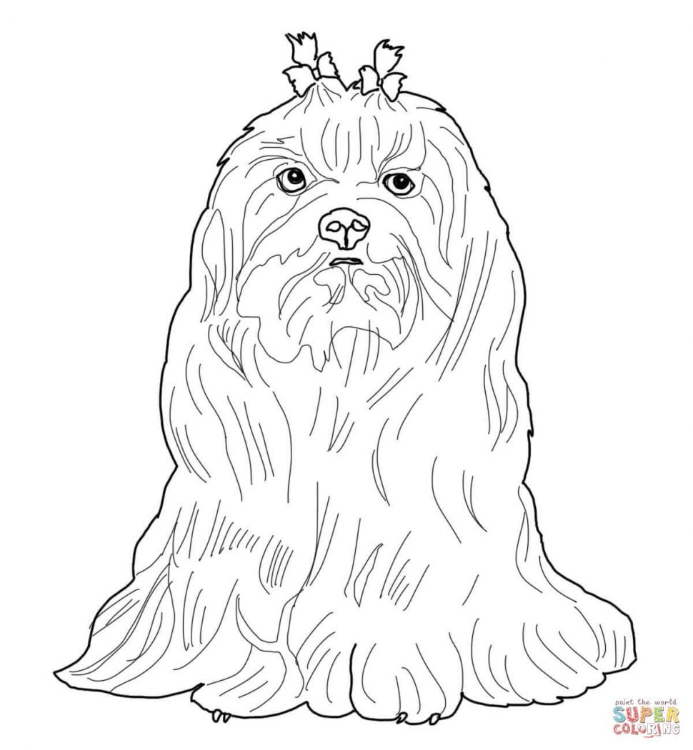 970x1051 Best Of The Shih Tzu Shih Tzu Decor Free Coloring