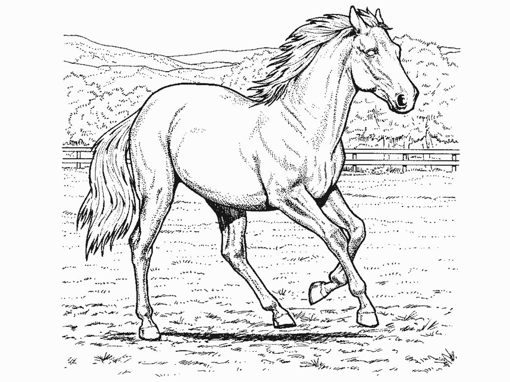 1028x771 Shire Horse Coloring Pages Free Shire Horse Coloring Pages