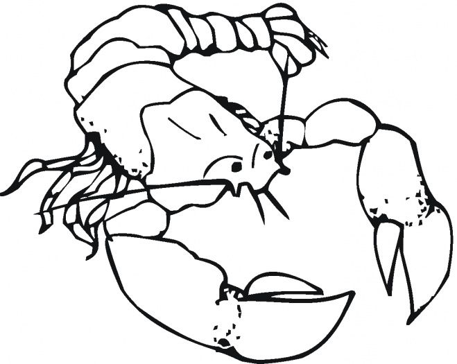 Shrimp Coloring Page