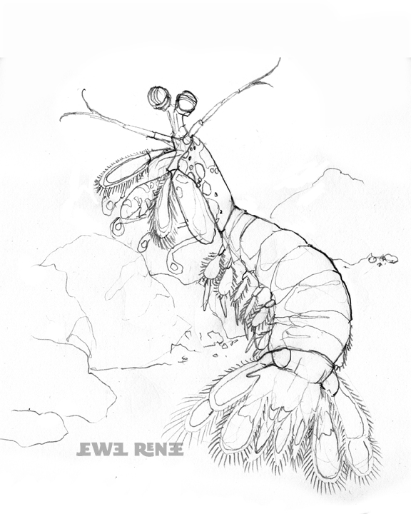576x720 Mantis Shrimp Drawing
