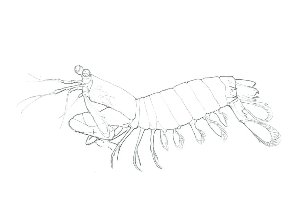 1020x765 Shrimp Animal Coloring Pages Coloring Page Shrimp Coloring Ideas