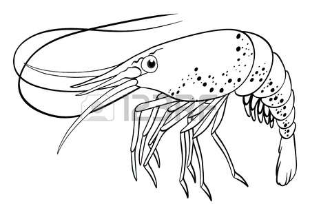 450x312 Shrimp Clipart Outline'04966