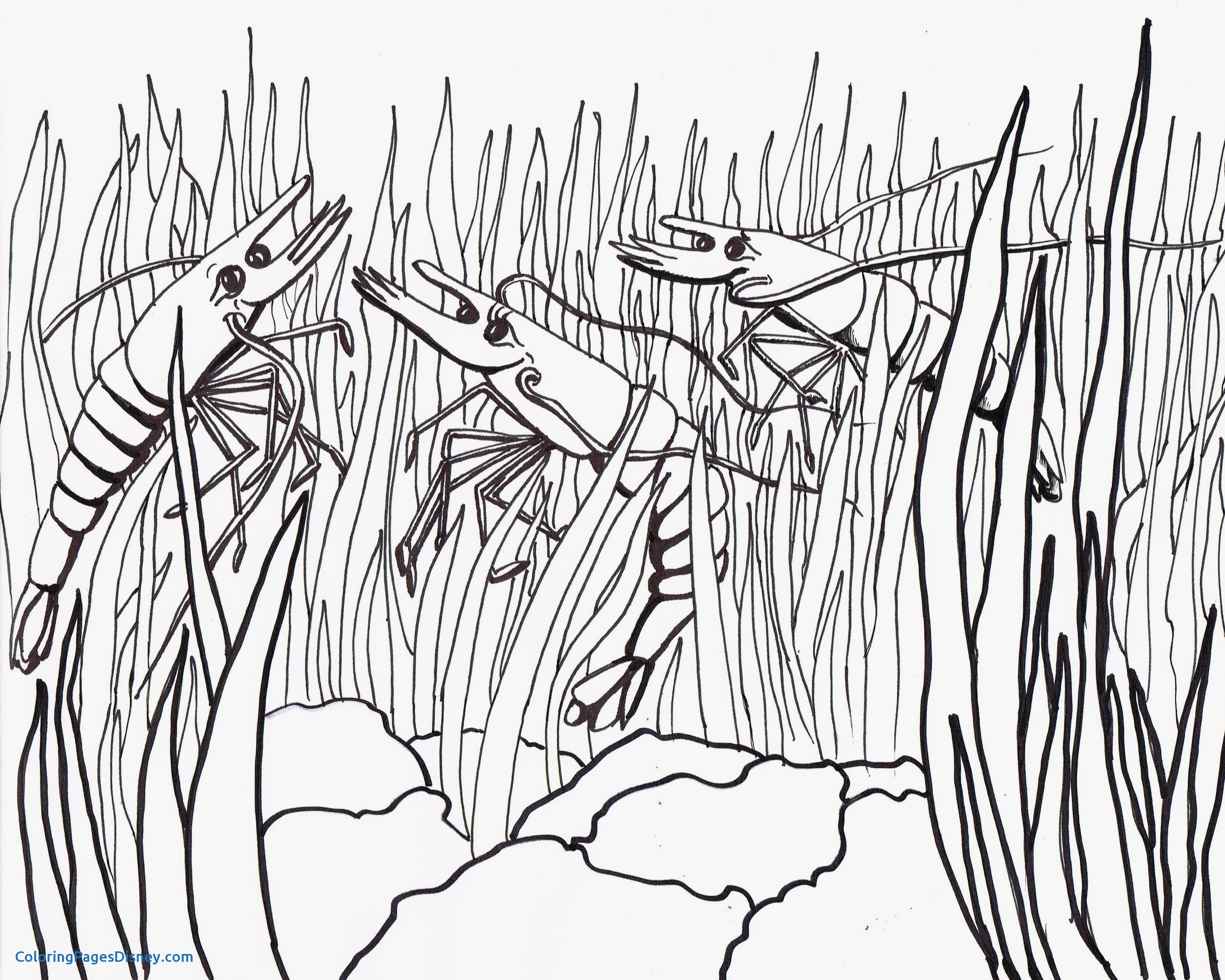3295x2636 Shrimp Coloring Pages Best Of Fresh Shrimp Page To Color Gallery
