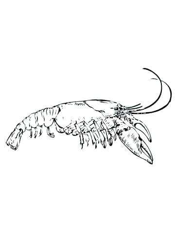 360x480 Shrimp Coloring Pages Shrimp Coloring Page Free Shrimp Coloring