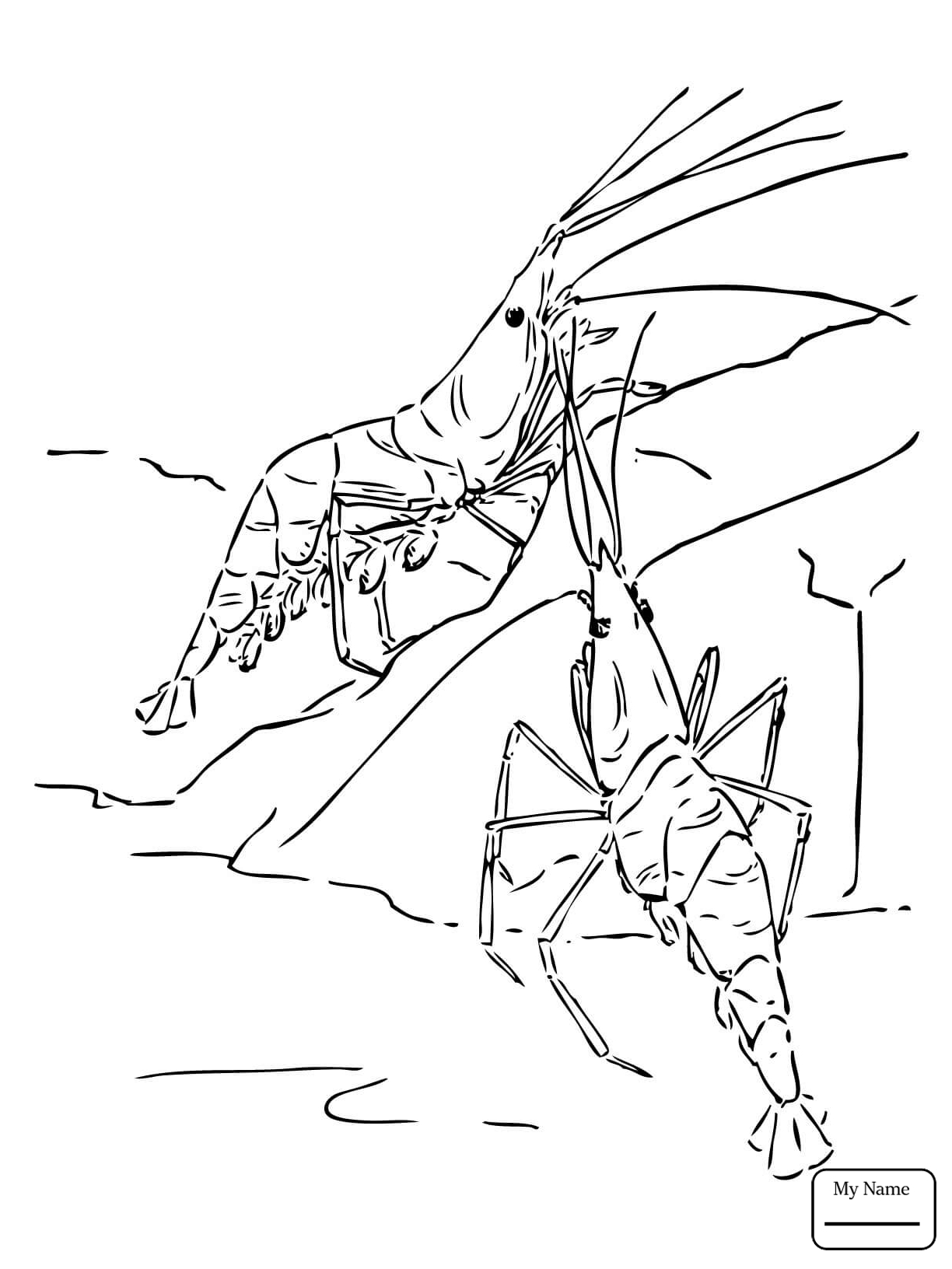 1224x1632 Awesome Prawn Coloring Page Design Printable Coloring Sheet