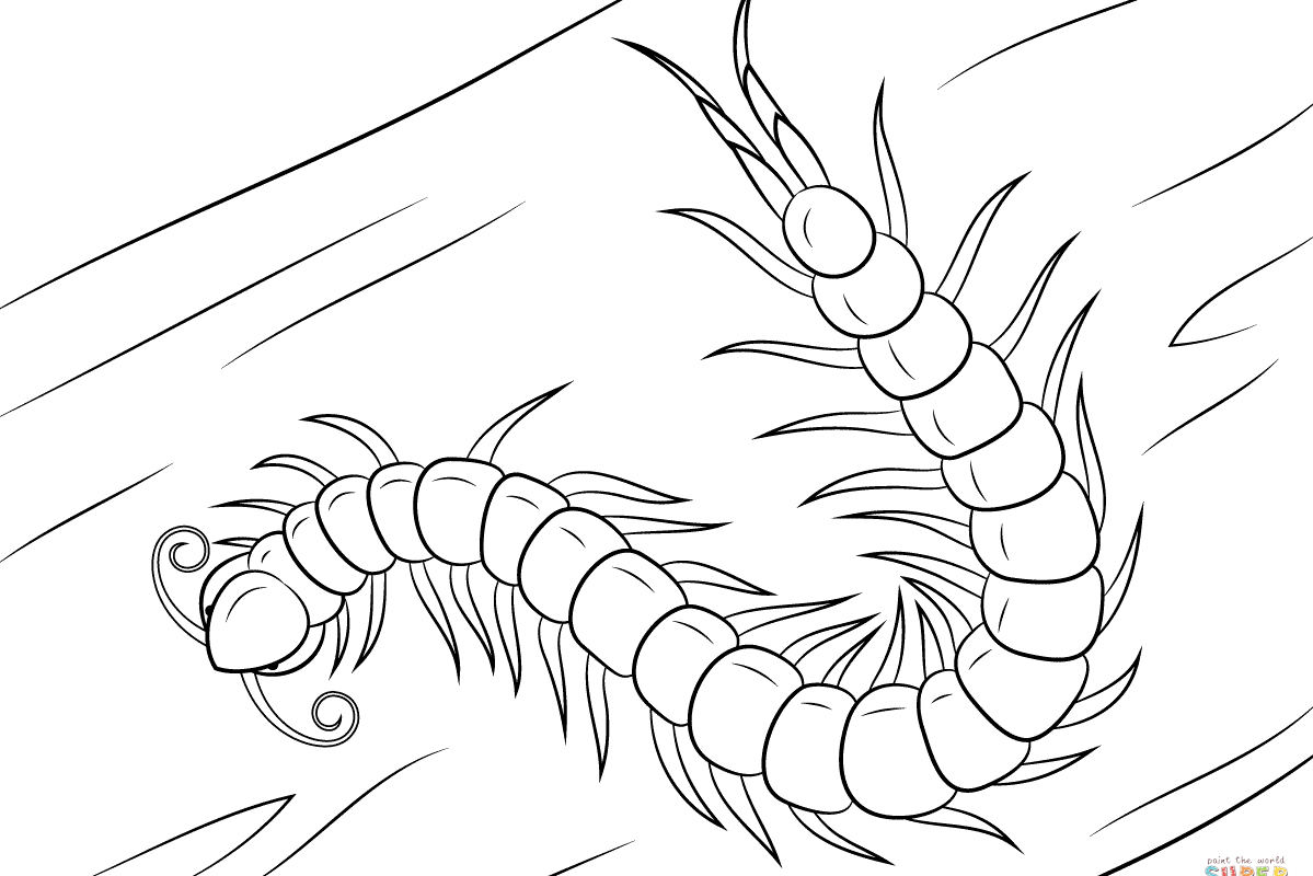 1199x800 Coloring For Kids Outstanding Centipede Pages Colouring Insects