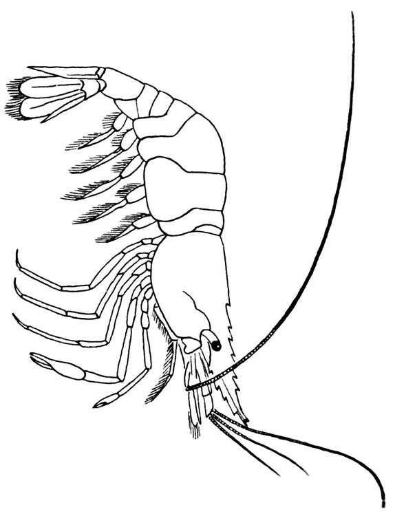 574x750 Coloring Page Shrimp