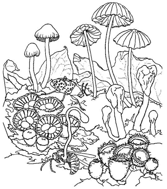 539x609 Mushrooms Mushroom Coloring Pages Coloring Pages 3