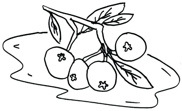 600x367 Bush Plant Drawing Blueberry Bush How To Draw Blueberry Bush