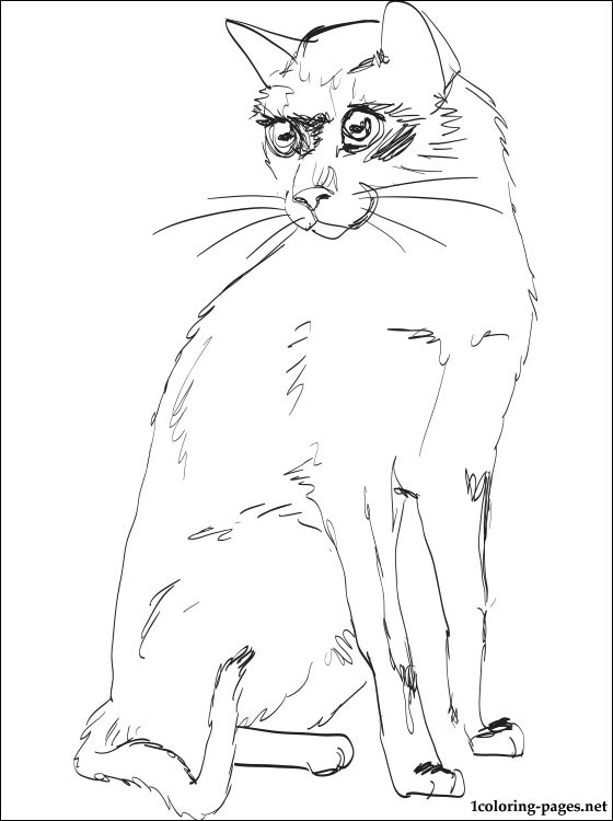 560x750 Siamese Cat Coloring Page Coloring Pages