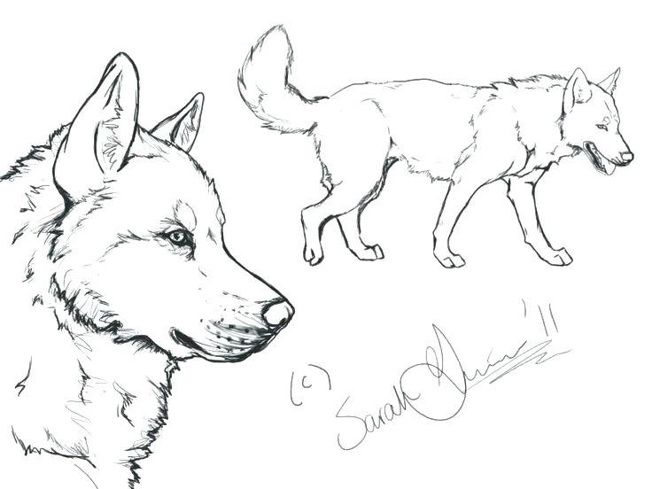 736x552 Siberian Husky Coloring Pages Husky Coloring Pages Husky By