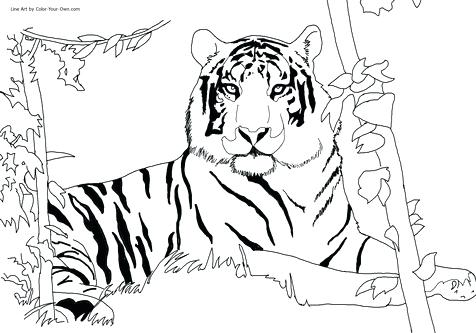 476x333 Siberian Tiger Coloring Page Books Coloring Medium Size Monkey