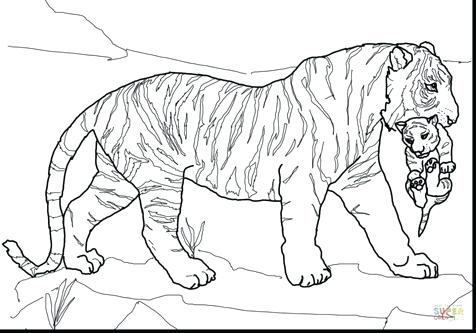 476x333 Siberian Tiger Coloring Page Click To See Printable Version