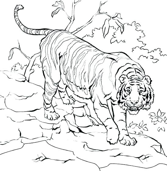 548x561 Siberian Tiger Coloring Page Siberian Tiger Colouring Pages
