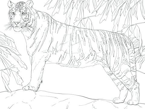 480x360 Siberian Tiger Colouring Pages Standing Coloring Page Free