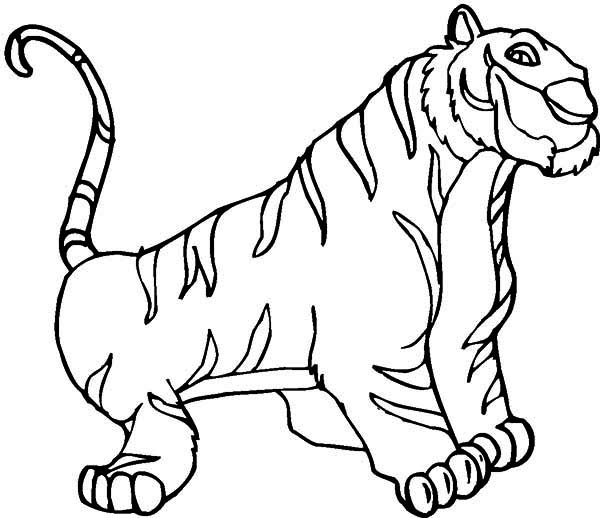 600x518 An Illustration Of White Siberian Tiger Coloring Page