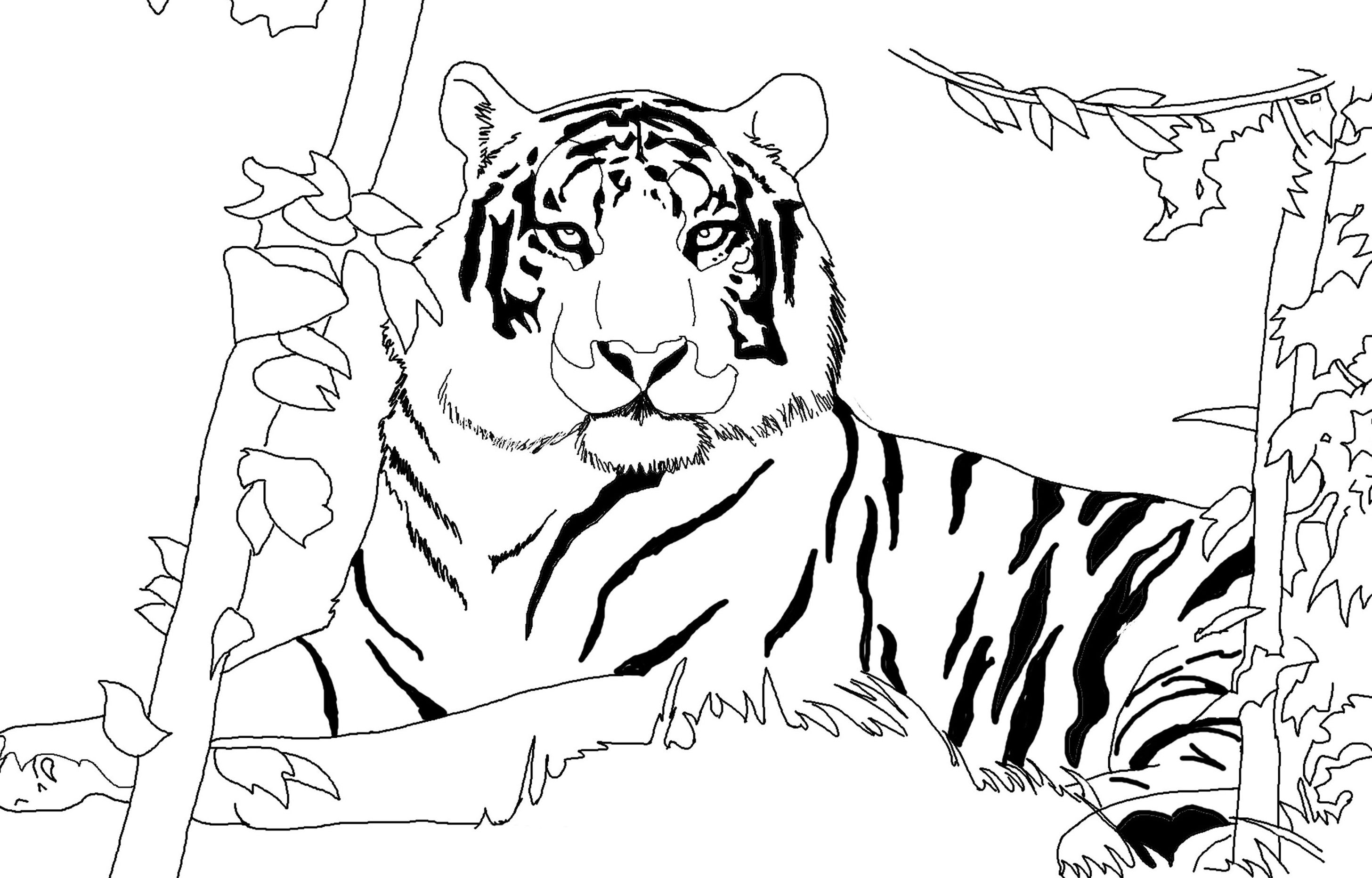 2913x1865 Tiger With Rough Fur Lions Tigers Tigers