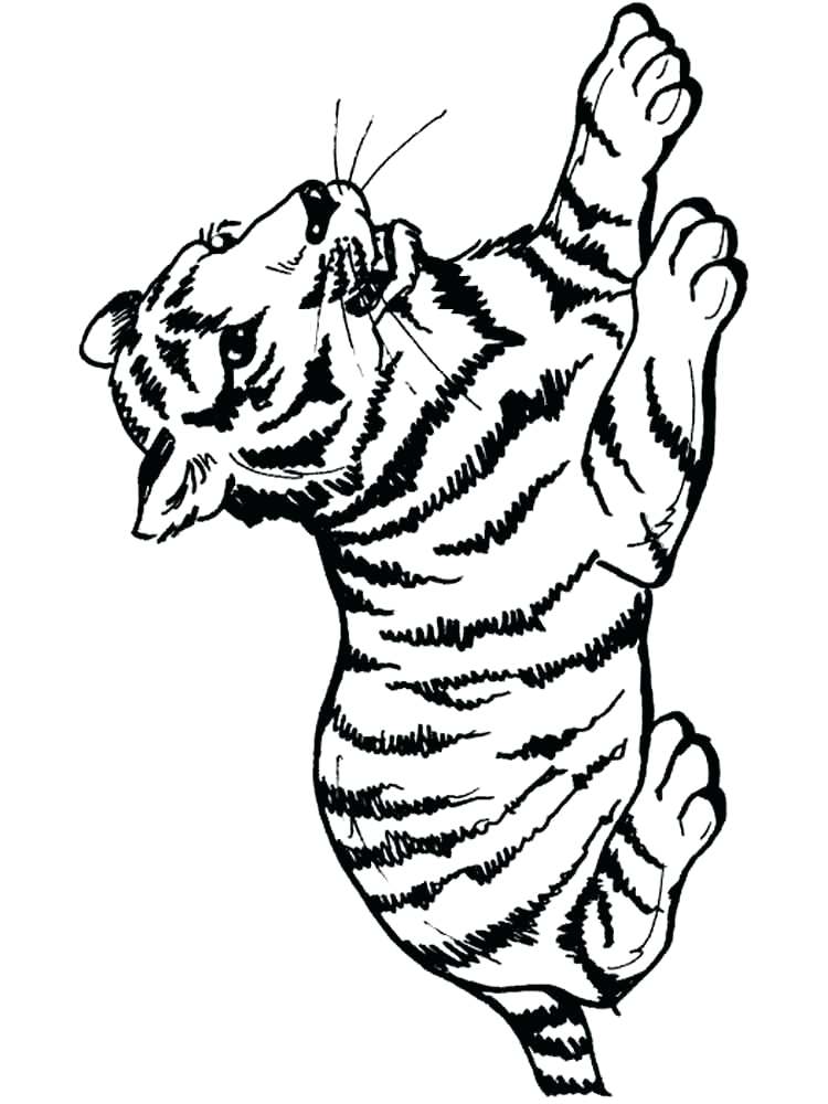 750x1000 Siberian Tiger Coloring Page