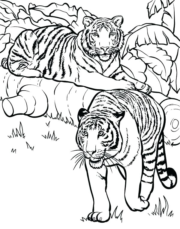 600x763 Baby Tiger Coloring Pages 7 Free Coloring Coloring Pages Siberian