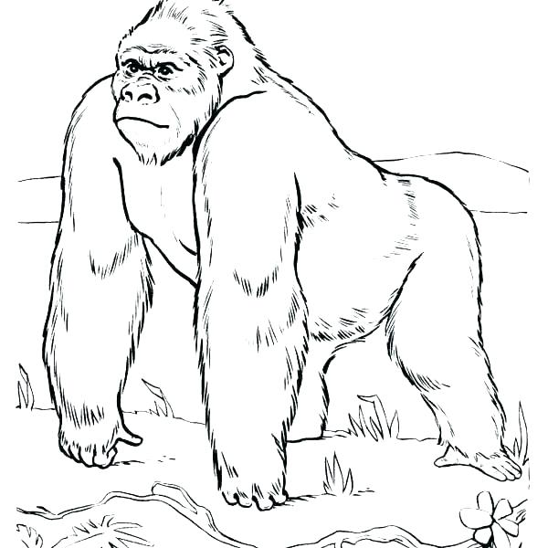 600x600 Cute Gorilla Coloring Pages Gorilla Coloring Pages Gorilla