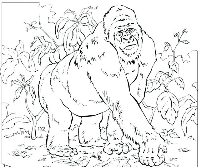 643x536 Gorilla Coloring Pages Gorilla Coloring Page Gorilla Coloring