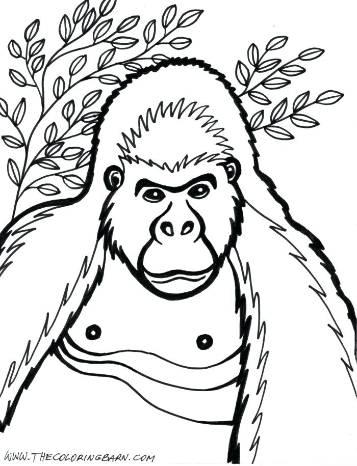 700x915 Gorilla Coloring Pages Gorilla Coloring Pages To Print Funny